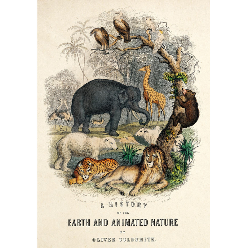 Plakatas "Animal Kingdom"