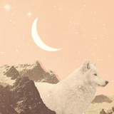 Plakatas "Giant White Wolf in Mountain by Florent Bodart"