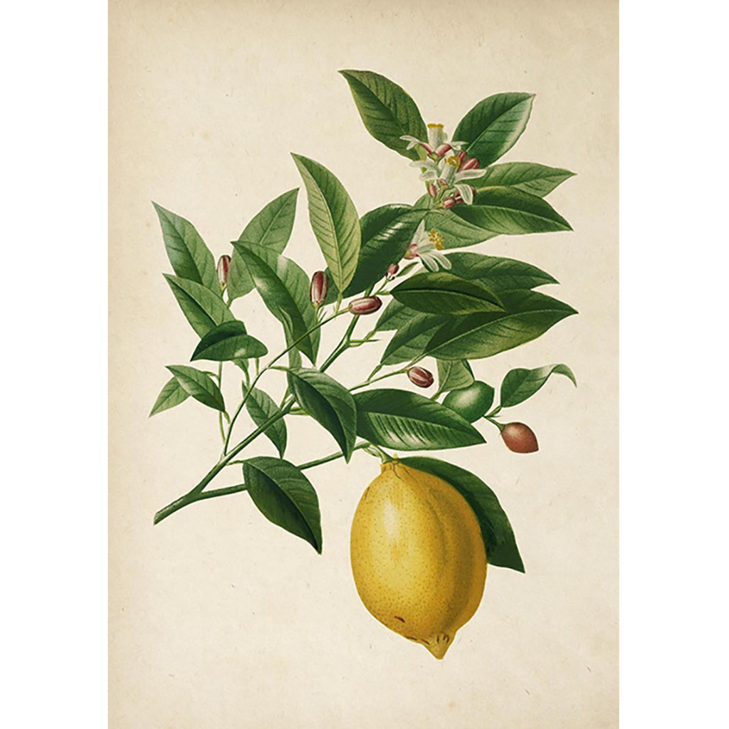 Plakatas "Antique Lemon Fruit"