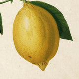 Plakatas "Antique Lemon Fruit"