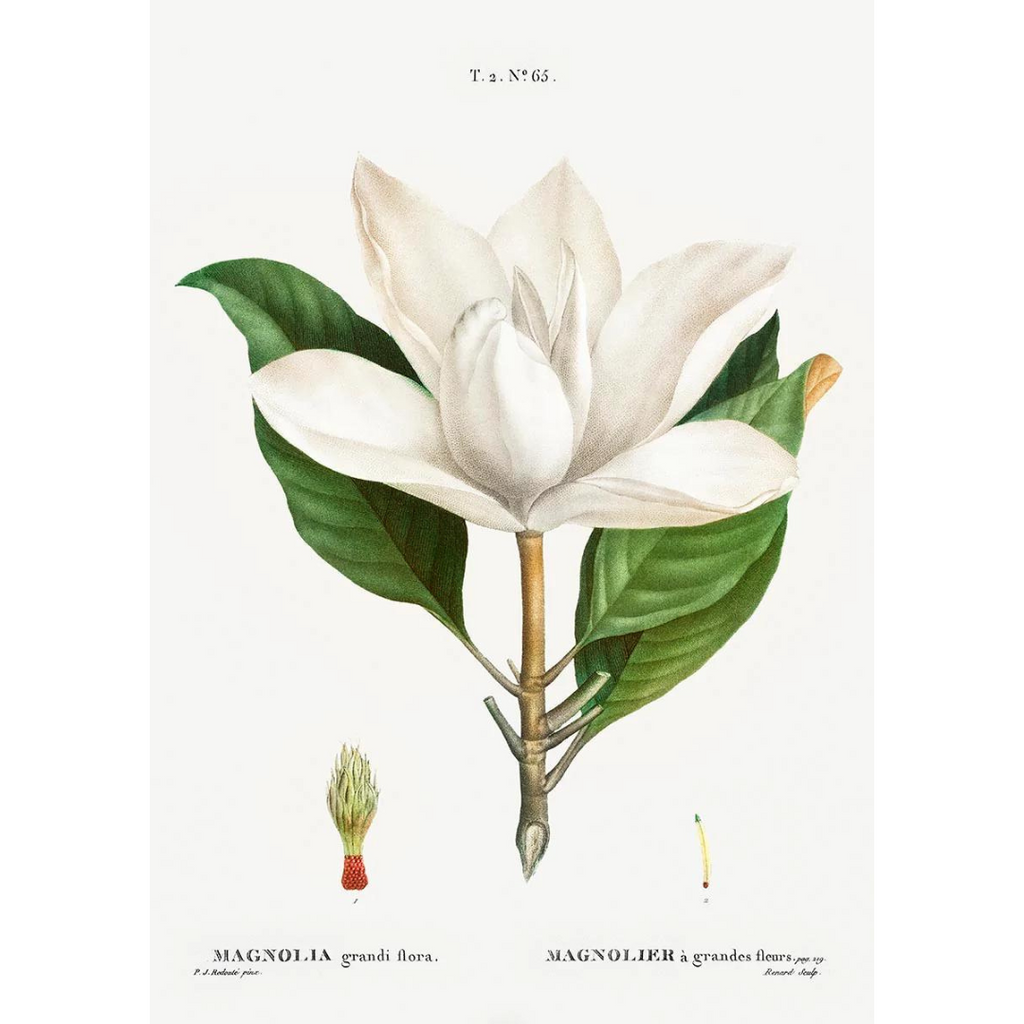 Plakatas "Magnolia Grandiflora"