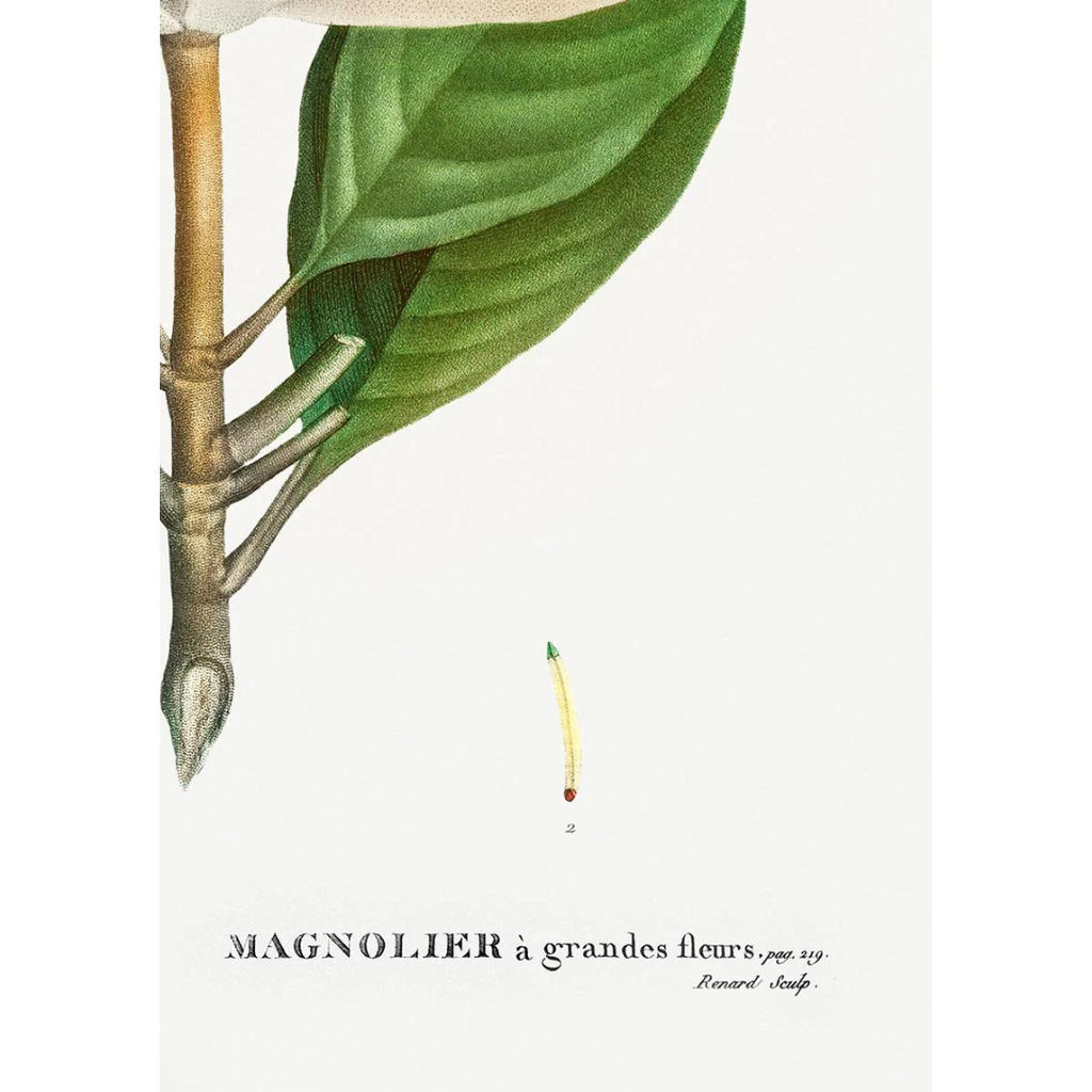 Plakatas "Magnolia Grandiflora"