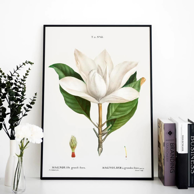Plakatas "Magnolia Grandiflora"