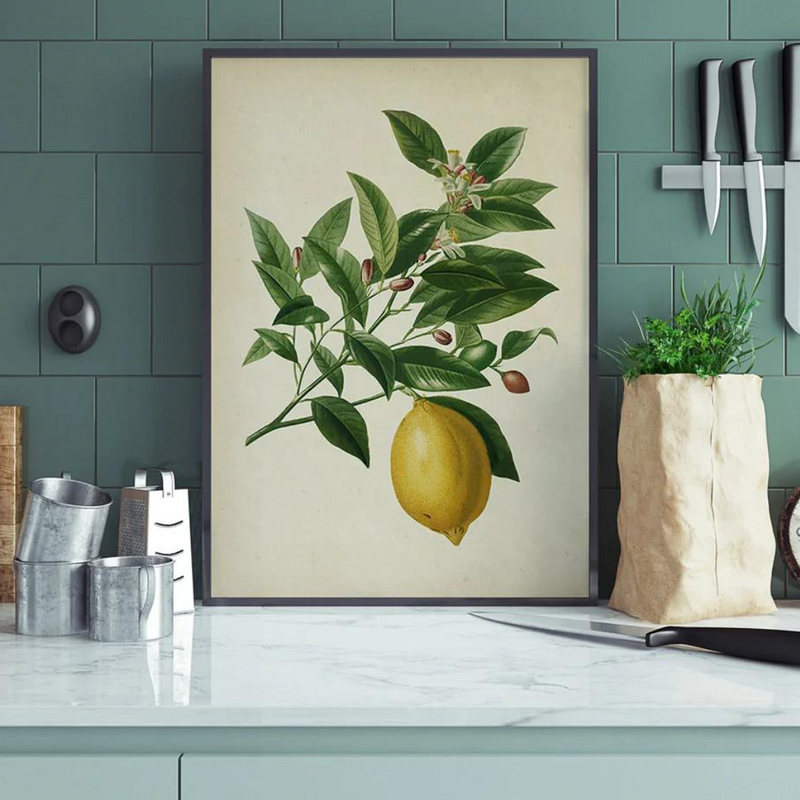 Plakatas "Antique Lemon Fruit"
