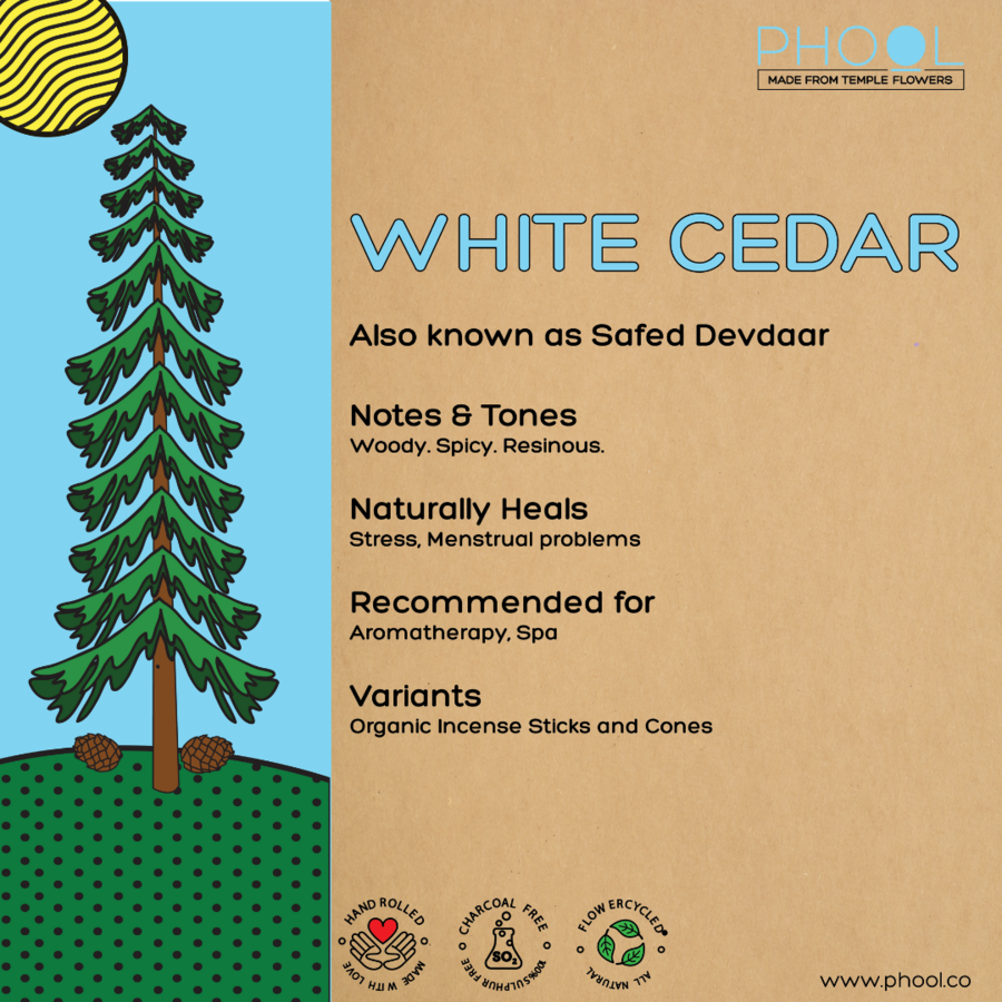 Smilkalai „White Cedar“ (Baltasis kedras)